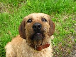 Image result for štýrský brakýř