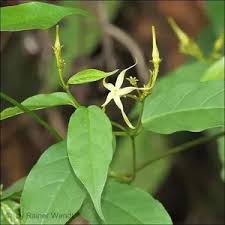 Image result for Cryptolepis apiculata