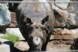 Rhino