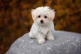 Teacup maltese puppies are the little angels of the dog world. Top 10 Small Breed Dogs India You Will Fall In Love With