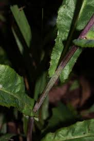 Image result for Sonchus friesii