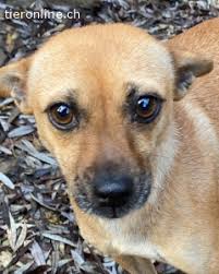 Tiervermittlung Tierschutz Hunde Ausland