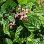 Image result for Clerodendrum umbellatum