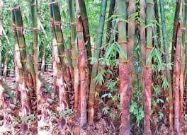 Several manufacturers offer bamboo bicycles, surfboards, snowboards, and skateboards. Bamboo Philippines Next Alternative To Lumber Sunstar