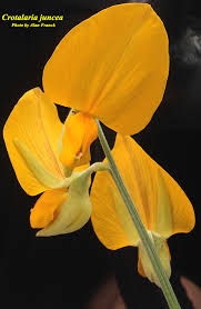 Image result for Crotalaria juncea