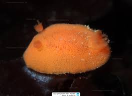 Rostanga pulchra Red Sponge Doris, Red Sponge Nudibranch, Crimson Dorid,  Red Dorid