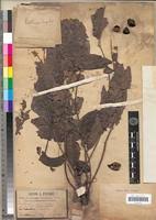 Image result for Antrocaryon