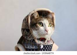Cat Sweater Images Stock Photos Vectors Shutterstock