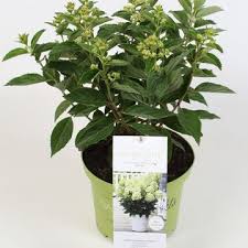 Image result for Hydrangea macrophylla bela obrázek