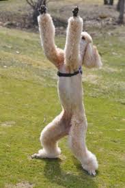 Sen Ne Bicim Bi Hayvansin Dog Pictures Poodle Poodle Dog