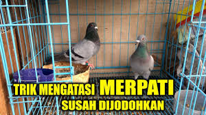 Harga burung merpati hias antara rp 500.000 hingga rp 3.000.000 tergantung dari jenisnya. Merpati Cepat Giring Cari Betina Ini By Bekur Cilacap
