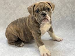 Victorian bulldogs do best in temperate climates, as the breed can chill easily in cold weather and have trouble cooling off in. Victorian Bulldog Puppies Petland Bradenton