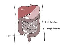 The appendix is situated at the lower right part of the abdominal cavity. Appendectomy Ruptured Appendix Appendicitis Symptoms Complications