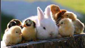 If you look at the color… Spring Animals Desktop Wallpapers 64 Background Pictures