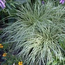 Image result for Carex echinochloe
