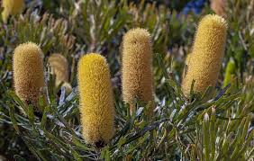 Image result for Banksia attenuata