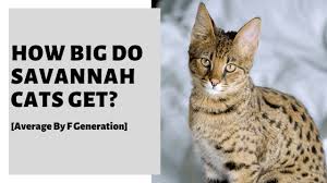 A1 savannahs, formerly new horizon bengals, was founded by joyce sroufe. How Big Do Savannah Cats Get Average By Filial F Generation