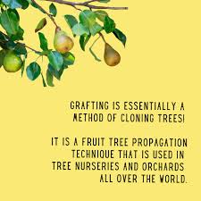 Its kinda like a heart transplant. Some Fun Facts About Fruit Tree Armenia Tree Project Facebook