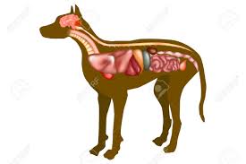 There is a great variation in the time. Dog Anatomy Internal Organs Royalty Free Cliparts Vectors And Stock Illustration Image 101299765