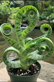 Image result for Albuca sp. no. 1