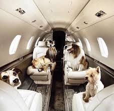 pin by aimee schermer on luxo life private jet pet travel service dogs