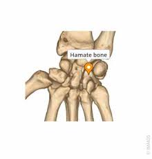 Image result for Hamate Bone