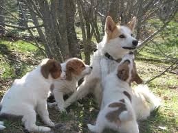 Der norrbottenspitz im portrait ✔ infos und tipps rund um den hund ➽ alles zum 5 aussehen des norrbottenspitzes. Best 61 Ibizan Hound Wallpaper On Hipwallpaper Hellhound Wallpaper Hound Game Of Thrones Wallpaper And The Fox And The Hound Wallpaper