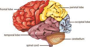 4 Main Brain Parts And Their Functions Explained Brain Diagram Human Brain Brain Anatomy