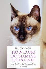How Long Do Siamese Cats Live How To Increase Their Lifespan Purr Craze