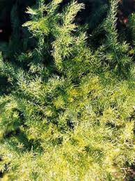 Image result for Asparagus racemosus