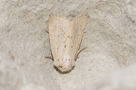 Image result for Photedes extrema