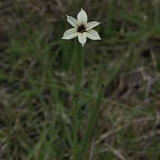 Image result for Sisyrinchium micranthum