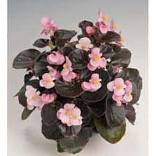 Pin On B Flowers