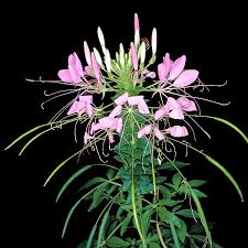 Image result for Cleome oxyphylla