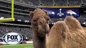 We have all come to know and quote this hump day geico commercial. Geico Camel Is The New Fox Sports Sideline Reporter Youtube
