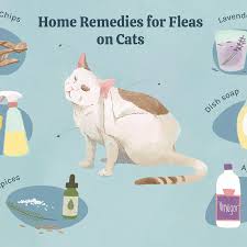 How to get rid of ticks in 6 simple ways. 6 Home Remedies For Fleas On Cats