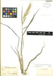 Image result for Echinochloa crus-pavonis