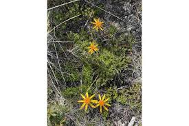 Image result for Senecio milanjianus