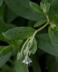 Image result for Trichodesma zeylanicum