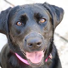 Happy tails pet resort has updated their hours and services. Happy Tails Resort 49 Photos 79 Reviews Pet Groomers 861 W 46th St Norfolk Va Phone Number