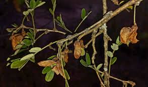 Image result for Ormocarpum kirkii