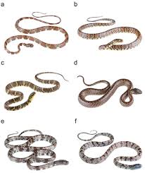 The eye of the serpent ( título original ). Systematics Of South American Snail Eating Snakes Serpentes Dipsadini With The Description Of Five New Species From Ecuador And Peru