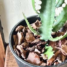 Image result for Euphorbia dawei