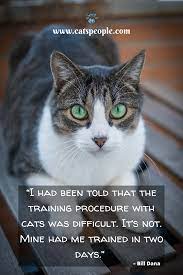 Funny Cat Quotes Collection Cat Quotes Funny Cat Quotes Cat Parenting