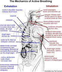 Image On Hiit Blog Http Www Dailyhiit Com Hiit Blog Social Gallery Breath1 1 3 Yoga Anatomy Neck And Shoulder Muscles Yoga Breathing
