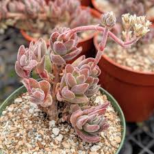 Image result for Crassula rhodesica