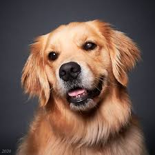 Lancaster puppies advertises puppies for sale in pa, as well as ohio, indiana, new york and other states. Pekay Golden Retrievers Golden Retrievers Georgia