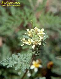 Image result for Rorippa