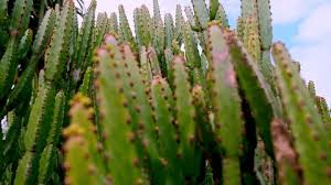 Image result for Euphorbia halipedicola