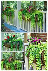The Best Plants For Hanging Baskets On Front Porches Plants Plants For Hanging Baskets Cool Plants